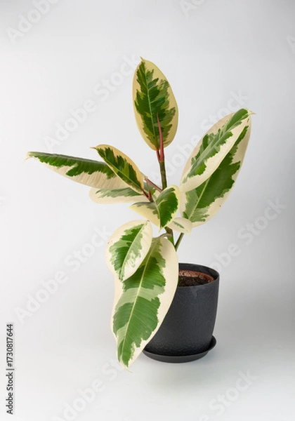Obraz Ficus elastica Belize on a white background
