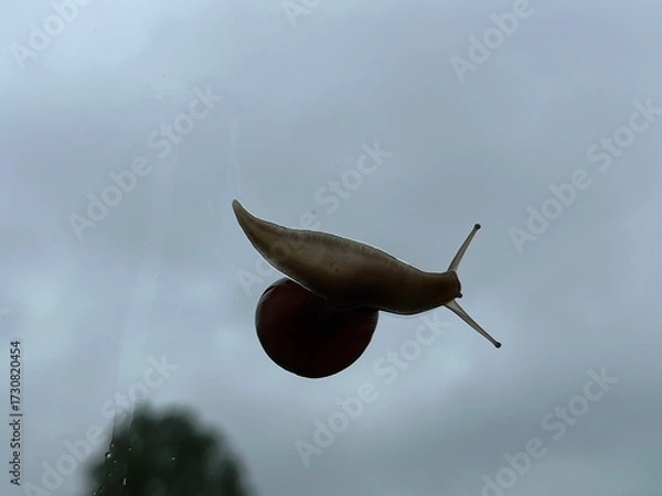 Fototapeta snail on a window