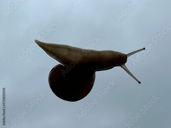 Obraz snail on a window