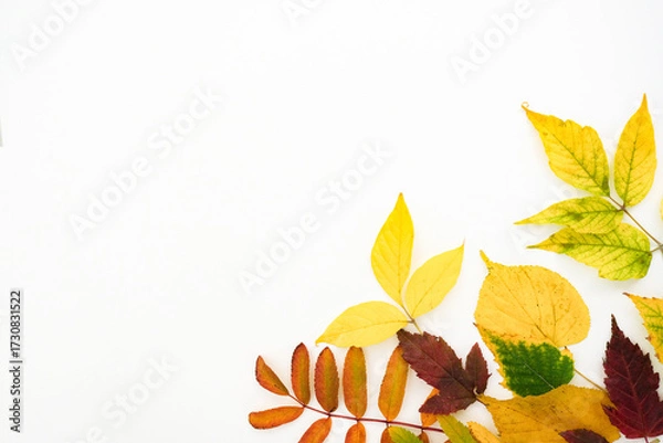Fototapeta Autumn simple background with a fallen colorful leaves on white background with place for text