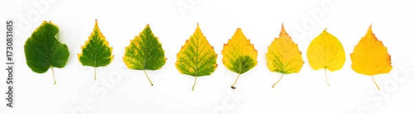 Fototapeta A row of leaves from green to yellow - the passage of time and the onset of autumn