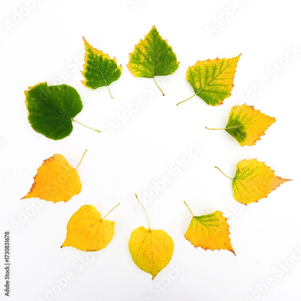 Fototapeta A round of leaves from green to yellow - the passage of time and the onset of autumn