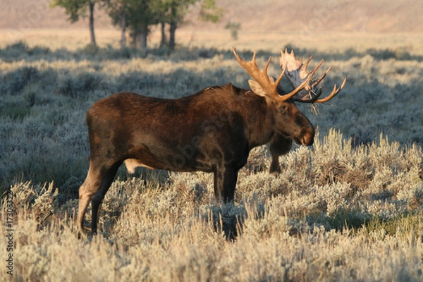 Fototapeta Bull moose