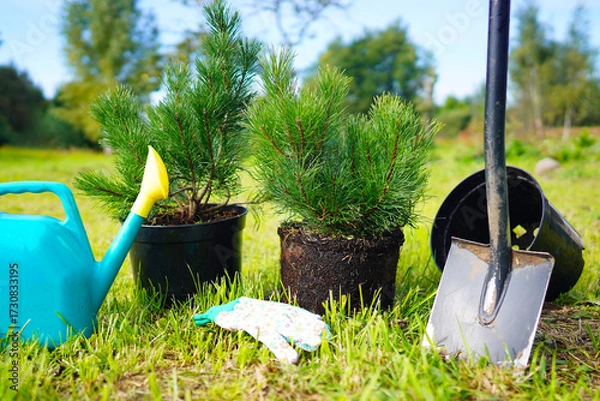 Fototapeta Repotting Mugo Pine. Dwarf Mugo Pine grow in closed root system. Mugo pine Mughus from a pot. Spruce plants growing, ornamental trees planting. Repot young coniferous tree. Mugo Pine planting.