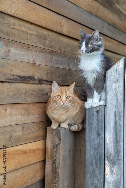 Fototapeta two village cats sit on a fence and look at the camera