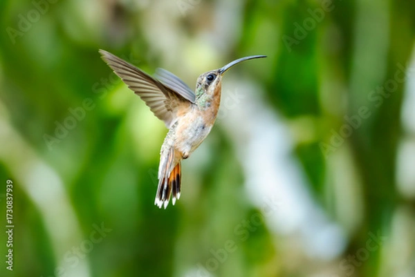 Fototapeta The long-tailed hermit (Phaethornis superciliosus) is a large hummingbird that is a resident breeder in Venezuela,