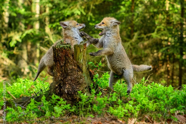 Fototapeta Cute Red Fox, Vulpes vulpes in fall forest. Beautiful animal in the nature habitat. Wildlife scene from the wild nature. Red fox running in orange autumn leaves
