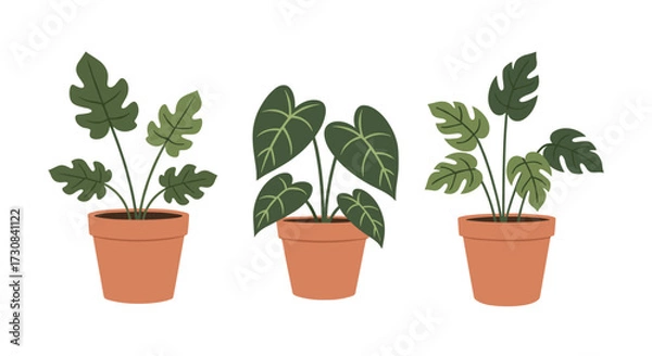 Fototapeta Three potted tropical houseplants with large green leaves arranged on a white background.