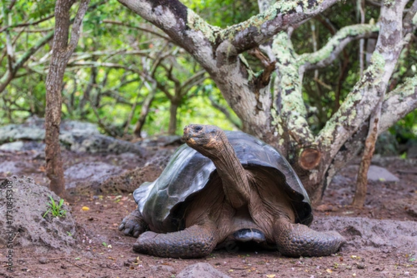 Fototapeta Giant Tortoise or turtle walking through mud in forest on the island of Santa Cruz in the Galapagos