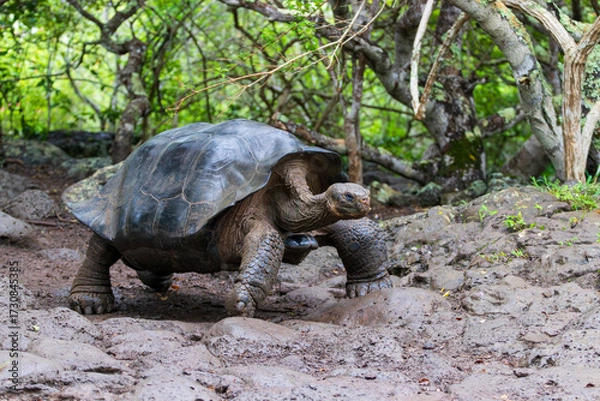 Fototapeta Giant Tortoise or turtle walking through mud in forest on the island of Santa Cruz in the Galapagos