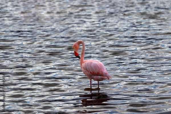 Fototapeta Flamingo in Isabela Island ,Galapagos, ecuador