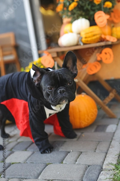 Obraz A cute french bulldog in a Halloween costume sits in a holiday-themed decorated ares surrounded by pumpkin, flowers and decorations