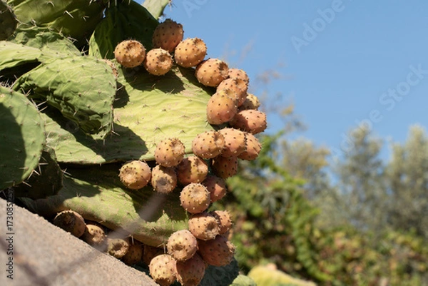 Fototapeta Fruits of prickly pear cactus (Opuntia) is a genus of arid-adapted plants with flavorful fruit and showy flowers. 