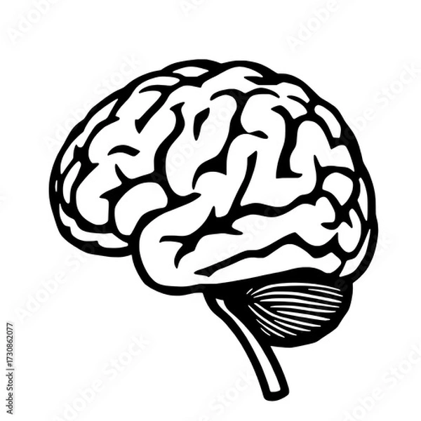 Fototapeta Single Black and White Human Brain Icon with Detailed Gyri, Sulci, and Cerebellum on a Pure White Background, Flat Minimalist Style