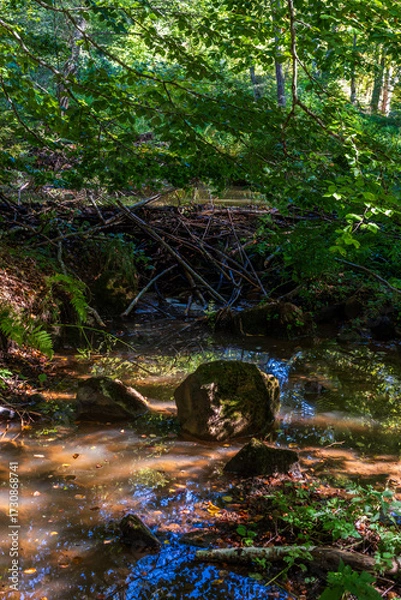 Fototapeta A large beaver dam on a forest stream. The beaver's dam was built using many branches and mud.