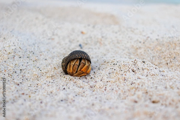 Fototapeta Galapagos semi-terrestrial hermit crab on a pristine sandy beach, curled in it's shell, with two eyes peeking out