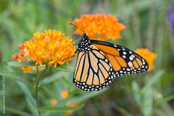 Obraz Butterfly 2020-92
Monarch butterfly (Danaus plexippus)