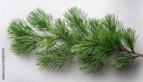 Fototapeta Green Cedar Sprig Isolated On A Transparent Background