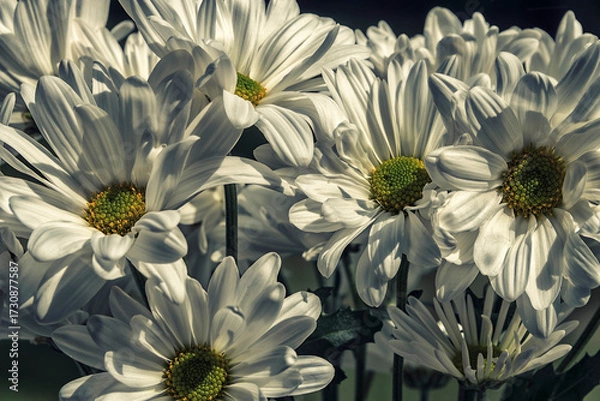 Fototapeta Bouquet of White Daisy Flowers, on a Dark Background