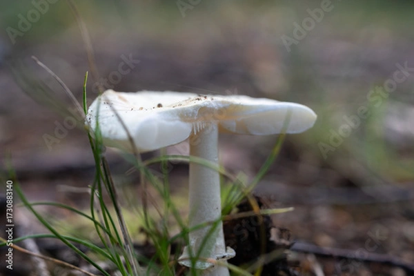 Fototapeta Close-up of a white mushroom growing in the forest grass.