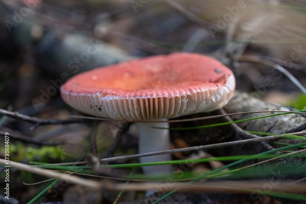 Fototapeta Red-capped wild mushroom with white gills growing on forest floor among pine needles and twigs.