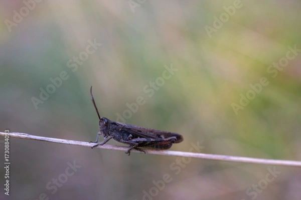 Fototapeta Macro shot of a brown grasshopper perched on dry grass stem with blurred natural background.