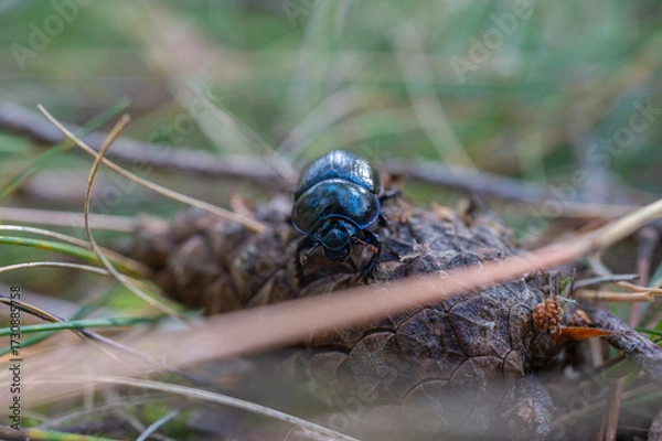 Fototapeta Close-up of a shiny blue beetle on a pine cone in forest floor habitat.
