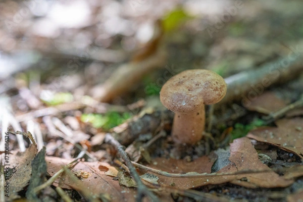 Fototapeta Close-up of a single wild mushroom growing on forest floor with dry leaves and twigs in natural light.
