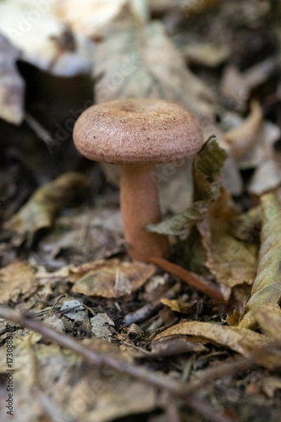 Fototapeta Vertical close-up of a single wild mushroom growing among dry leaves on forest ground in autumn.