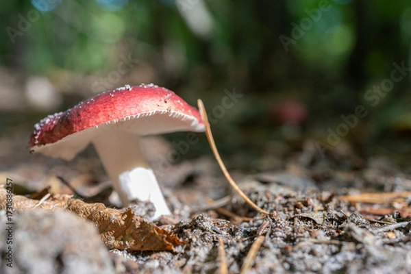 Fototapeta Close-up of red-capped mushroom with white stem growing on forest floor in natural woodland setting.