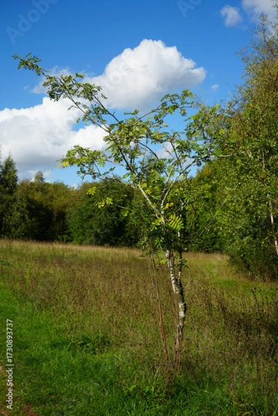 Obraz Bright blue sky with fluffy white clouds over a young tree and a field in Oakham Nature Reserve, Mansfield, Nottinghamshire, England on a sunny day