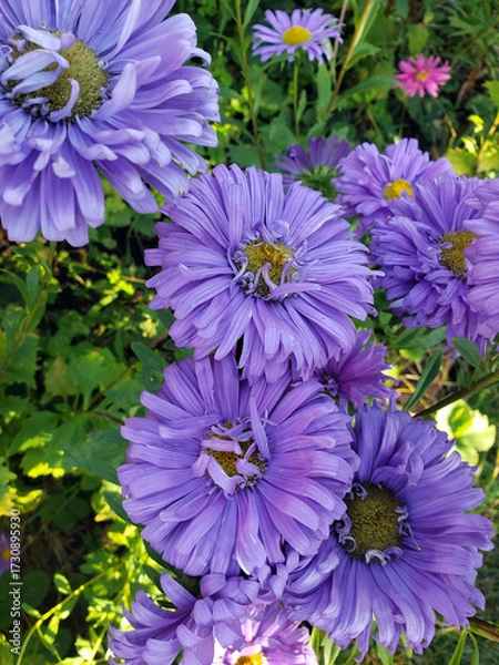 Obraz purple chrysanthemums in the garden