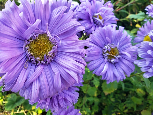 Obraz purple chrysanthemums in the garden