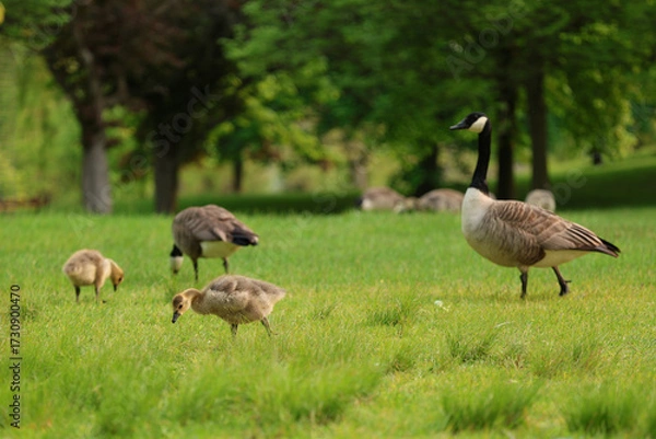Obraz Family of Geese with Goslings