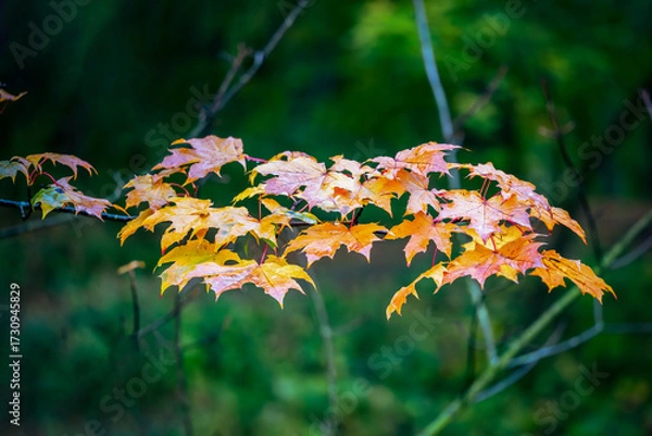 Fototapeta Autumn maple leaves on a branch with vibrant yellow and orange colors against a blurred green forest background, seasonal fall foliage nature scene