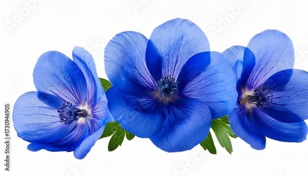 Obraz Fresh Blue Flower Isolated On Transparent Background