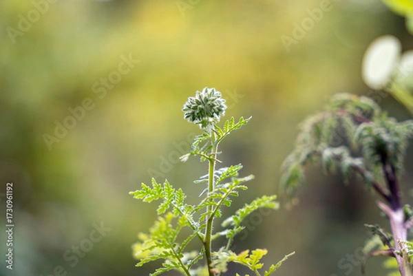 Fototapeta Phacelia tanacetifolia wild flower buds, lacy phacelia, tansy-leaf phacelia, blue tansy, purple tansy, fiddleneck, green bokeh bg