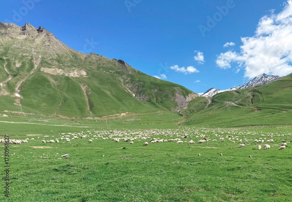 Fototapeta Large flock of sheep grazing on vast green alpine meadow at the foot of mountains under blue sky, concept of farming and natural landscape in Georgia