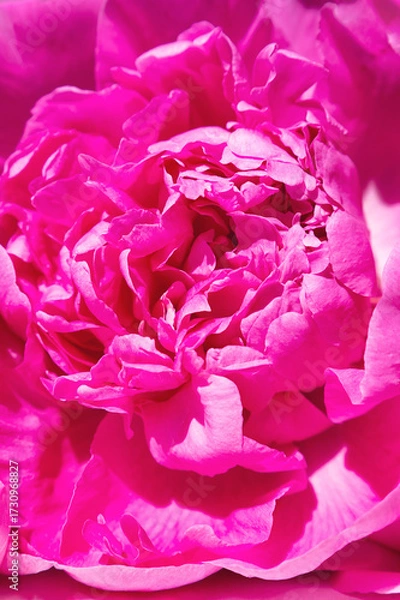 Fototapeta Close up of beautiful pink peony, background, pattern