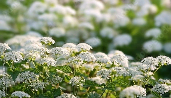 Obraz Delicate White Flowers Of Calamintha Nepeta Cover The Scene Creating A Soft Airy Texture The Tiny Blooms Sway Gently In The Summer Breeze