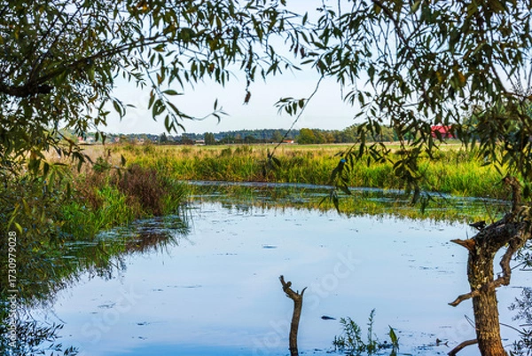 Fototapeta Scenic view of calm river with grassy banks on background of distant fields framed by tree branches. Sweden.