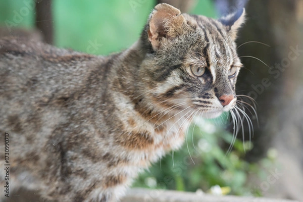 Obraz 見つめるネコ