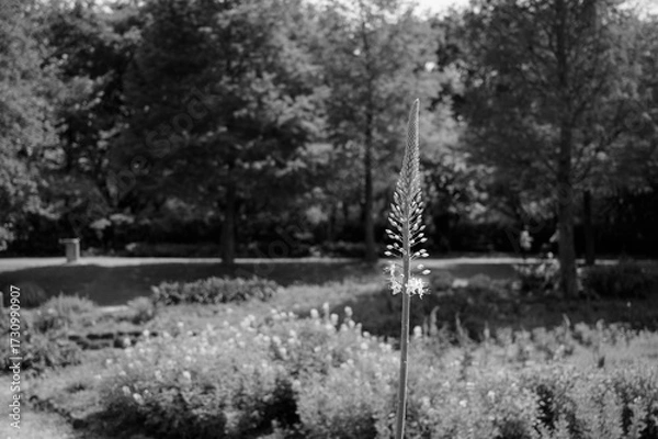 Obraz 昼下がりの公園