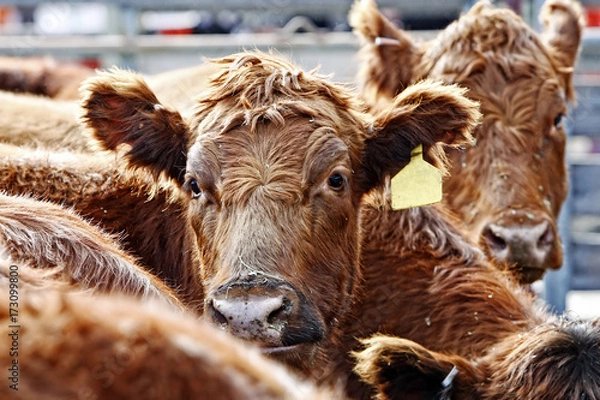 Obraz Bydło rasy Red Angus w czasie karmienia