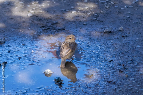 Fototapeta A cute little sparrow bathes in a puddle of water.