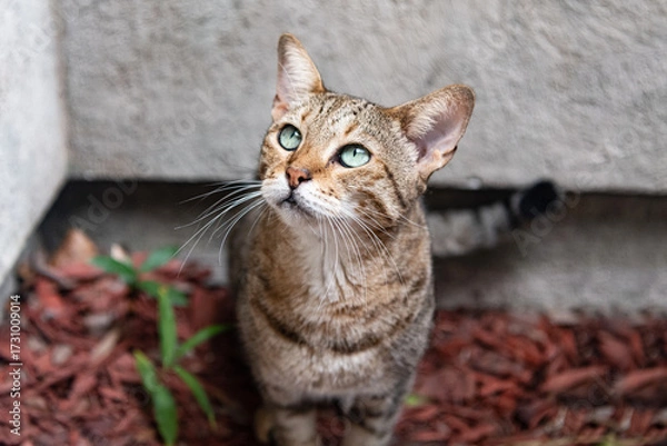 Obraz Savannah cat . Exotic beauty with piercing eyes.