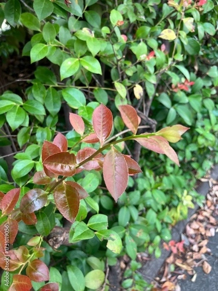 Obraz 紅葉し始める街路樹