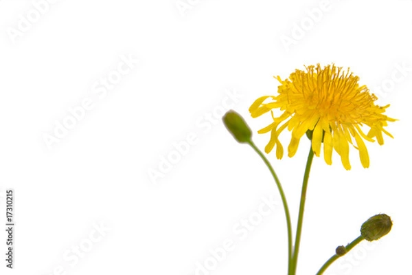 Obraz Dandelion isolated on white background