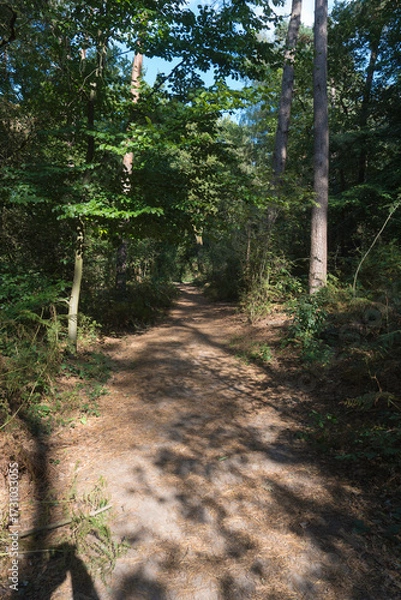 Obraz Forest in the Berghsebos 