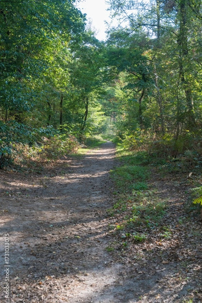 Obraz Forest in the Berghsebos 